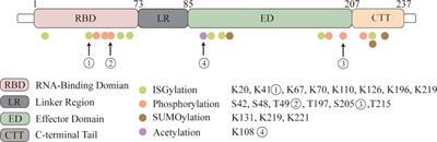 NS1: A Key Protein in the “Game” Between Influenza A Virus and Host in Innate Immunity